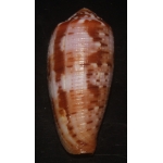 Conus circumsisus